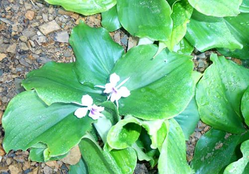 ĐỊA LIỀN - DƯỢC LIỆU NINH HIỆP