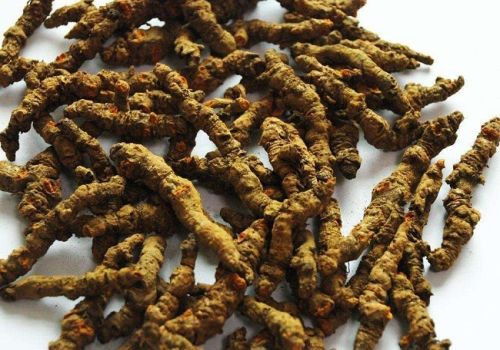 Vị thuốc Hoàng Liên Chân Gà - Dược liệu Ninh Hiệp