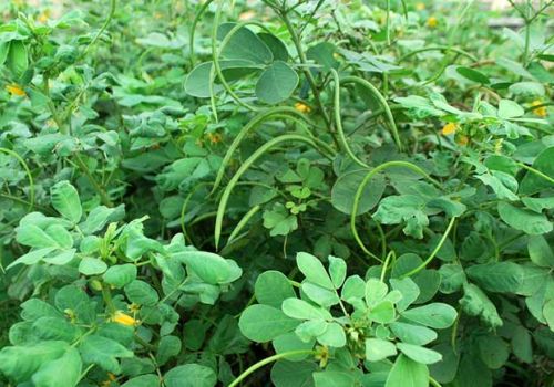 THẢO QUYẾT MINH - DƯỢC LIỆU NINH HIỆP