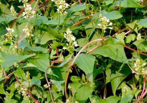 Vị thuốc Hà thủ ô đỏ - Dược liệu Ninh Hiệp