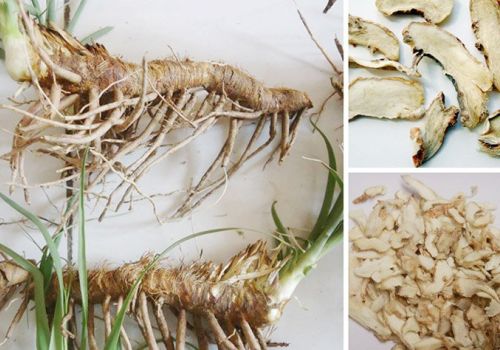 Vị thuốc Tri Mẫu - Dược liệu Ninh Hiệp